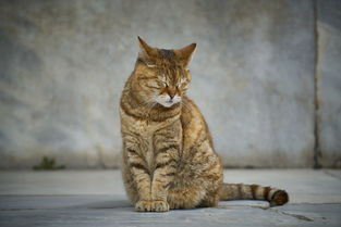 (猫语咖啡教学挑战第一关)探索猫语咖啡app老版本的魅力：详细下载和安装教程指南