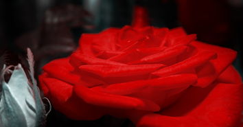 (玫瑰不常有小说全文免费阅读)玫瑰不太乖小说:荆棘的爱情之路,他与她的纠葛纷争 (玫瑰不常有小说全文免费阅读)玫瑰不太乖小说:荆棘的爱情之路,他与她的纠葛纷争