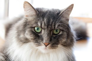 (探索猫粮怎么样)探索猫咪和汤官方正版：享受独特猫咪汤文化的无限乐趣与创意