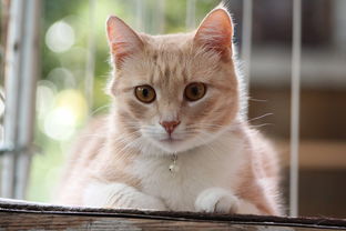 (探索猫粮怎么样)探索猫咪和汤官方正版：享受独特猫咪汤文化的无限乐趣与创意