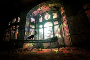 探讨有趣的合成猫游戏与房子石象：怎样的创新交互体验赋予虚拟空间新的生活意义?