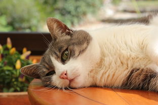 舒适安逸的猫咪旅店：为你的爱猫提供完美的假期体验与贴心呵护