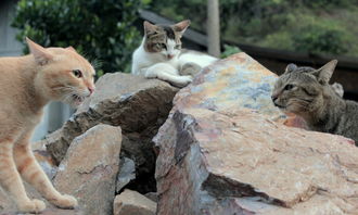 (猫咪大战争你没见过的敌人)探寻猫咪大战争的真相:背后的故事、意义与影响 (猫咪大战争你没见过的敌人)探寻猫咪大战争的真相:背后的故事、意义与影响