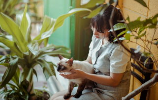(遇见你的猫手游)遇见你的猫内置菜单:探寻与宠物相遇的奇妙世界 (遇见你的猫手游)遇见你的猫内置菜单:探寻与宠物相遇的奇妙世界