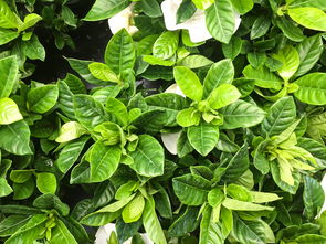 探讨益智休闲游戏《植物休闲大作战》的起源及其对现代电子游戏产业的影响 探讨益智休闲游戏《植物休闲大作战》的起源及其对现代电子游戏产业的影响