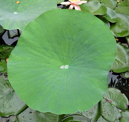探讨益智休闲游戏《植物休闲大作战》的起源及其对现代电子游戏产业的影响 探讨益智休闲游戏《植物休闲大作战》的起源及其对现代电子游戏产业的影响