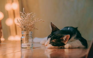 网传热播剧《猫咪田园》下架了吗?官方急需回应解读影片是否真的中止