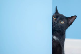 (猫狩纪攻略)猫狩纪礼包兑换码大全：获取最新猫狩纪礼包兑换码一览