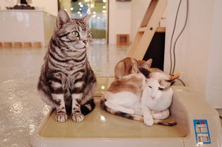 (猫猫栽培百科)探秘猫咪种植园：与可爱的小猫咪共同生长的奇妙之地