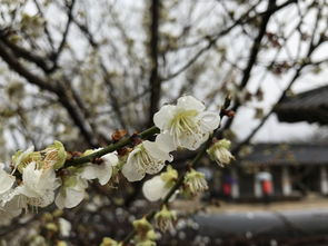 深挖《三生三世十里桃花》白浅传旧版：故事背后的情感和情节重磅解析