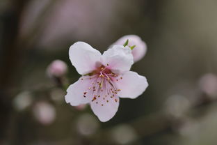 深挖《三生三世十里桃花》白浅传旧版：故事背后的情感和情节重磅解析