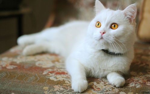 猫咪解压馆下载手游-猫咪解压馆免费安装下载v.7.66