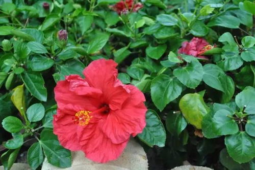 如何让员工大红花获得更多的方法？