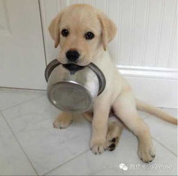 拉布拉多警长杜啦CP：新番热议，粉丝热烈讨论角色搭配与情感表现