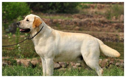 拉布拉多警长杜啦CP：新番热议，粉丝热烈讨论角色搭配与情感表现