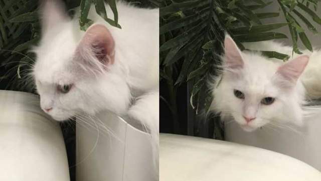 我家猫开的修仙中心供应无限鱼干，猫咪们修炼之余尽享美味盛宴