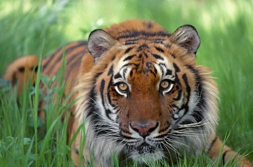 维持安宁：百公里范围内未有老虎伤人事件，当地野生动物保护工作成效显著