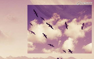 飞鸟千野渡全文免费阅读笔趣阁，探寻飞鸟穿越千野间的奇幻世界，畅游文字之美