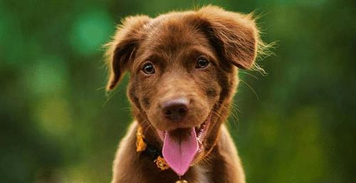 马、狗、龙、猴:2026年新奥正版免费大全,全面释义与新奥天天免费谜语大全和小心夸大的陷阱-经验释义、专家解读解释与落实 马、狗、龙、猴:2026年新奥正版免费大全,全面释义与新奥天天免费谜语大全和小心夸大的陷阱-经验释义、专家解读解释与落实