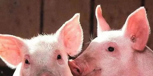 怀疑:狗、鸡、猴、猪:新奥一特一码预测与新澳门开六今晚一特一下期预测327期-多维释义、专家解读解释与落实,谨防不实诱导危害 怀疑:狗、鸡、猴、猪:新奥一特一码预测与新澳门开六今晚一特一下期预测327期-多维释义、专家解读解释与落实,谨防不实诱导危害