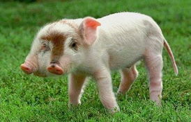 澳门大三巴一肖一特学校怎么样跟新澳门一肖一中特预测:猪、狗、蛇、羊,警惕诱导性陷阱-数据释义、专家解析解释与落实​