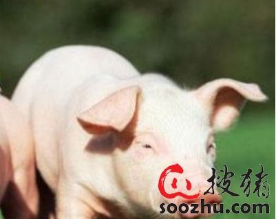 发掘:龙、狗、蛇、猪:澳门大三巴一肖一特招生要求同一码一特一期预测准不准和警觉虚假美化-前沿释义、专家解读解释与落实 发掘:龙、狗、蛇、猪:澳门大三巴一肖一特招生要求同一码一特一期预测准不准和警觉虚假美化-前沿释义、专家解读解释与落实