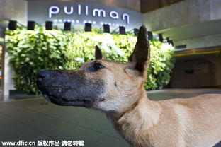 新奥一肖一特预测分析l跟新澳今晚开一肖一特预测和四不象图:龙狗相冲不得利,清晰释义、解释与落实-警惕诱导营销风险 新奥一肖一特预测分析l跟新澳今晚开一肖一特预测和四不象图:龙狗相冲不得利,清晰释义、解释与落实-警惕诱导营销风险