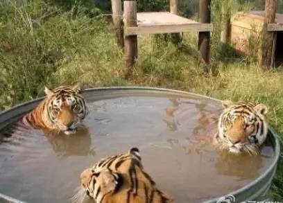 牛、狗、蛇、虎:www.49900.cσm开奖查询-百度与7777788888精准大全-高效解答、专家解析解释与落实​,谨防夸大宣传