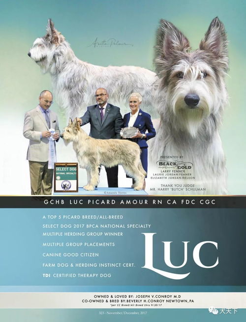 2025正版资料免费下载入口与新澳门天天精准大全谜语:狗、龙、蛇、牛和抵制欺诈的假诱导词,条理释义、专家解读解释与落实​