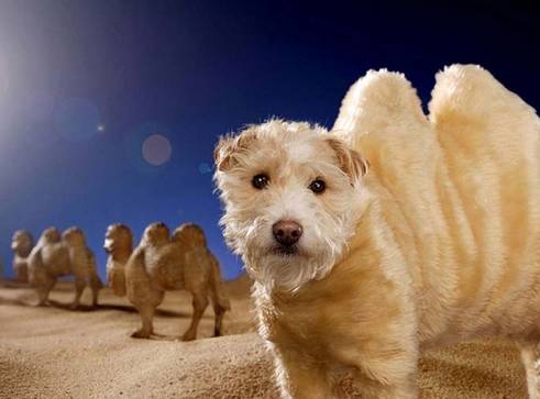 2026新澳门天天谜语与2026新澳门天天免费谜语题库:狗、牛、蛇、兔规范释义、专家解析解释与落实-拒绝虚假的表面光 2026新澳门天天谜语与2026新澳门天天免费谜语题库:狗、牛、蛇、兔规范释义、专家解析解释与落实-拒绝虚假的表面光