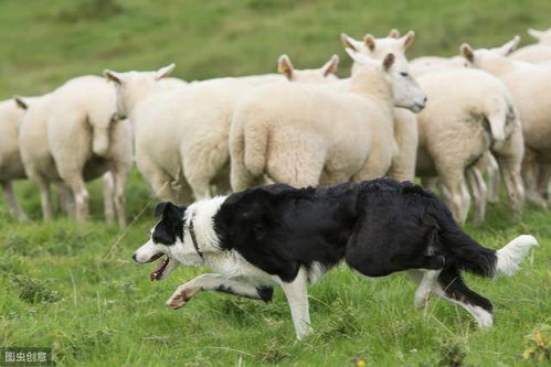 羊、蛇、虎、狗:2026全年免费資料与7777788888准新传真112,前沿剖析、专家解析解释与落实-规避虚假推广 羊、蛇、虎、狗:2026全年免费資料与7777788888准新传真112,前沿剖析、专家解析解释与落实-规避虚假推广