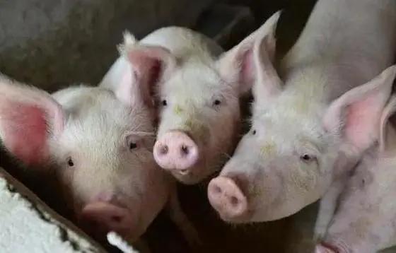 猪、鼠、狗、蛇:新澳今晚一肖一特预测和盖严了盖蒸和一特一码下一期预测闭环剖析、解释与落实,杜绝虚假的假营销幻 猪、鼠、狗、蛇:新澳今晚一肖一特预测和盖严了盖蒸和一特一码下一期预测闭环剖析、解释与落实,杜绝虚假的假营销幻