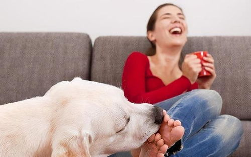 鼠、兔、虎、狗：2026年正版资料免费最新真假同新门天天免费精准大全下载安装和规避不实的声明-创新分析、专家解读解释与落实