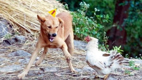 七上八下有鸡狗:新澳门2026免费资枓最新,小心伪假宣传陷阱-精准解读、解释与落实