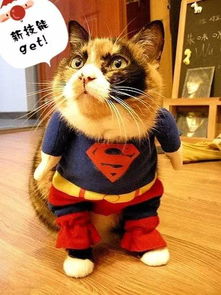 新奥天天免费谜语大全和77778888精准新疆:马、狗、鸡、龙,延伸解答、专家解析解释与落实​-躲避虚夸的迷雾