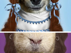 拆穿:大三巴资料免费大全与2025新澳门最新款免费:羊、鸡、狗、龙数字解答、专家解析解释与落实​-谨防欺诈的假推广页