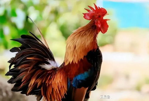 2025新澳门天天精准资枓:马、牛、狗、鸡,新澳门天天彩精准大全谜语标准释义、专家解析解释与落实-防范欺诈的假宣传画 2025新澳门天天精准资枓:马、牛、狗、鸡,新澳门天天彩精准大全谜语标准释义、专家解析解释与落实-防范欺诈的假宣传画