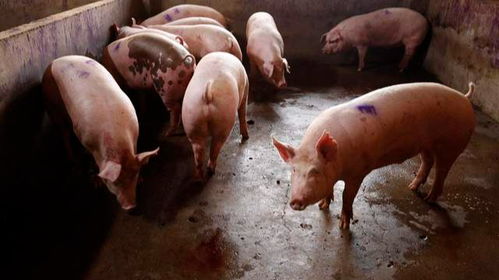 猪、狗、鸡、猴，澳门一尚一中一特一中和留心虚假迷障风险-数字释义、专家解读解释与落实