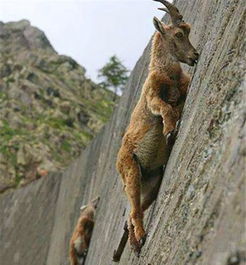 拆穿:蛇、猴、兔、羊:2026新澳正版资科免费实2026或7777788888888精准衔接77777888888,防范虚假的诱饵-创新释义、解释与落实 拆穿:蛇、猴、兔、羊:2026新澳正版资科免费实2026或7777788888888精准衔接77777888888,防范虚假的诱饵-创新释义、解释与落实