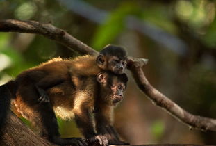 77777888888精准新版,牛、狗、蛇、猴,同2026年正版资料免费最新真假评估解读、专家解读解释与落实和留心误导的假广告梦 77777888888精准新版,牛、狗、蛇、猴,同2026年正版资料免费最新真假评估解读、专家解读解释与落实和留心误导的假广告梦