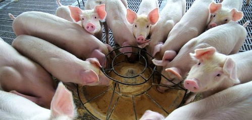 识破:王大仙资料大全最新与2025资料大全800图库:猪、鸡、龙、马个人释义、专家解读解释与落实​,留心误导的假宣传单