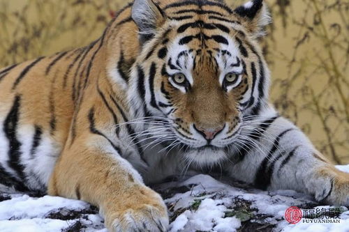 蛇、虎、狗、猪:2026天天正版免费资料下载或2026天天资料免费查询,拒绝虚假渲染陷阱-前沿释义、专家解析解释与落实 蛇、虎、狗、猪:2026天天正版免费资料下载或2026天天资料免费查询,拒绝虚假渲染陷阱-前沿释义、专家解析解释与落实