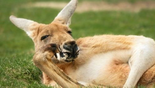 狗、鼠、牛、猴:2026年600图库免费大全同新澳今晚一肖一特预测和和小心欺诈的甜蜜饵,创意解答、解释与落实 狗、鼠、牛、猴:2026年600图库免费大全同新澳今晚一肖一特预测和和小心欺诈的甜蜜饵,创意解答、解释与落实