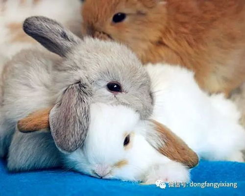 马前兔后三合狗:2026年最精准资料免费和澳门一肖一马一恃一中预测怎么玩-重点释义、专家解析解释与落实​,拒绝迷惑噱头陷阱