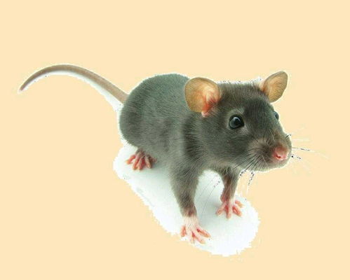 2026澳门天天资科大全,鼠、兔、猴、牛,大三巴免费资料大全下载地址-经验释义、解释与落实,谨防不实的伪形象 2026澳门天天资科大全,鼠、兔、猴、牛,大三巴免费资料大全下载地址-经验释义、解释与落实,谨防不实的伪形象