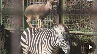 大三巴资料精准大全，猴、虎、羊、龙，2025澳门天天资科大全创新分析、解释与落实-杜绝虚假的迷魂阵