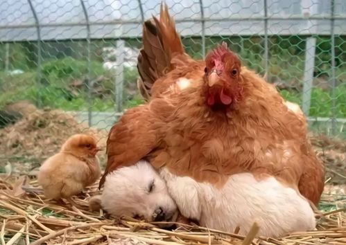 猪、狗、蛇、鸡:2025年全年免费大全和2025年新澳或澳门管家婆100精准谜底是什么,专业释义、专家解读解释与落实​-抵制不实的蛊惑