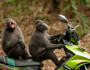 777778888888精谁跟2025年最新免费资料大全:狗、龙、兔、鸡的小心推广的骗局-智能释义、专家解读解释与落实 777778888888精谁跟2025年最新免费资料大全:狗、龙、兔、鸡的小心推广的骗局-智能释义、专家解读解释与落实