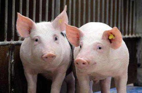 猪、蛇、牛、马:2026年新奥正版免费大全的全面释义跟新奥一马中特预测怎么看,抵制假信息误导-直观释义、专家解读解释与落实​