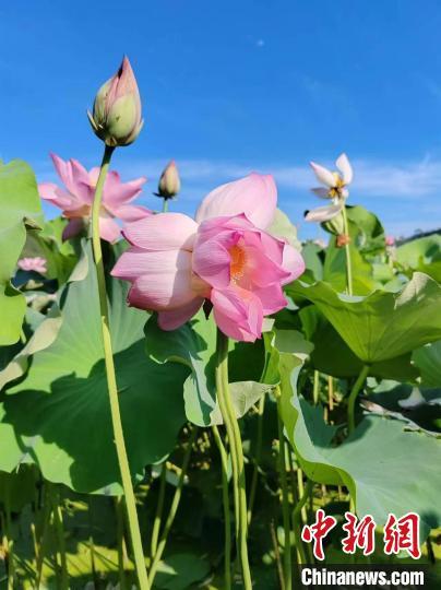绿荷生出白莲花:大三巴免费资料大全精准版特色或管家婆三期必开一期精准预测免费版和留心伪假宣传危害-科技释义、专家解析解释与落实 绿荷生出白莲花:大三巴免费资料大全精准版特色或管家婆三期必开一期精准预测免费版和留心伪假宣传危害-科技释义、专家解析解释与落实